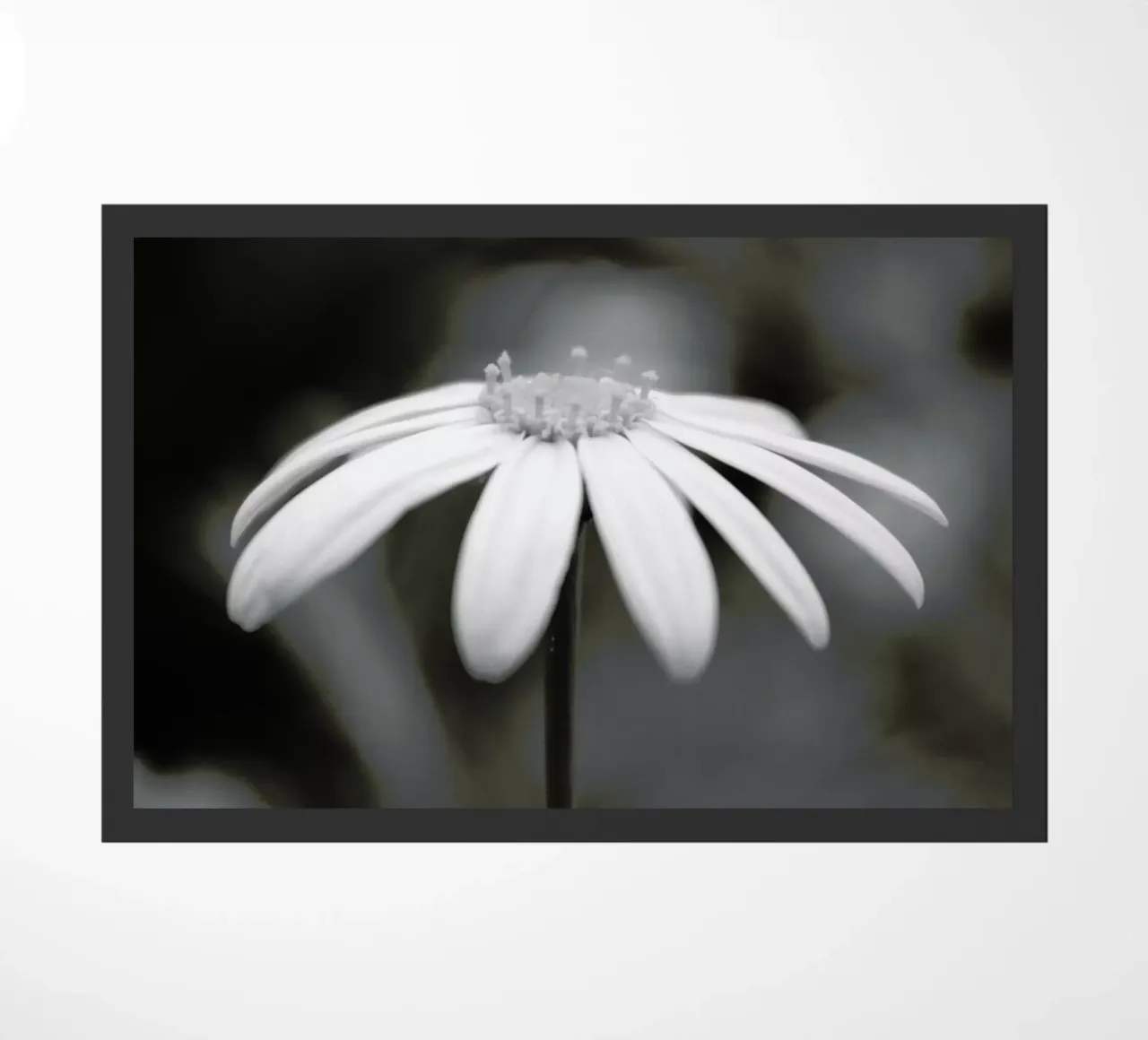 Daisy zerbino da Victoria Frost