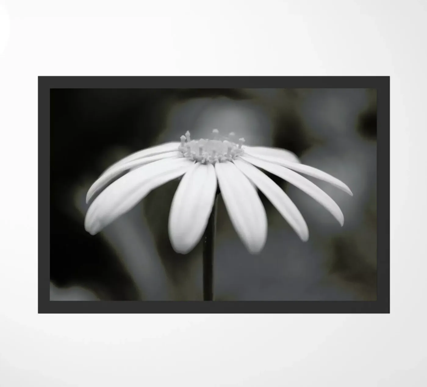 Daisy zerbino da Victoria Frost