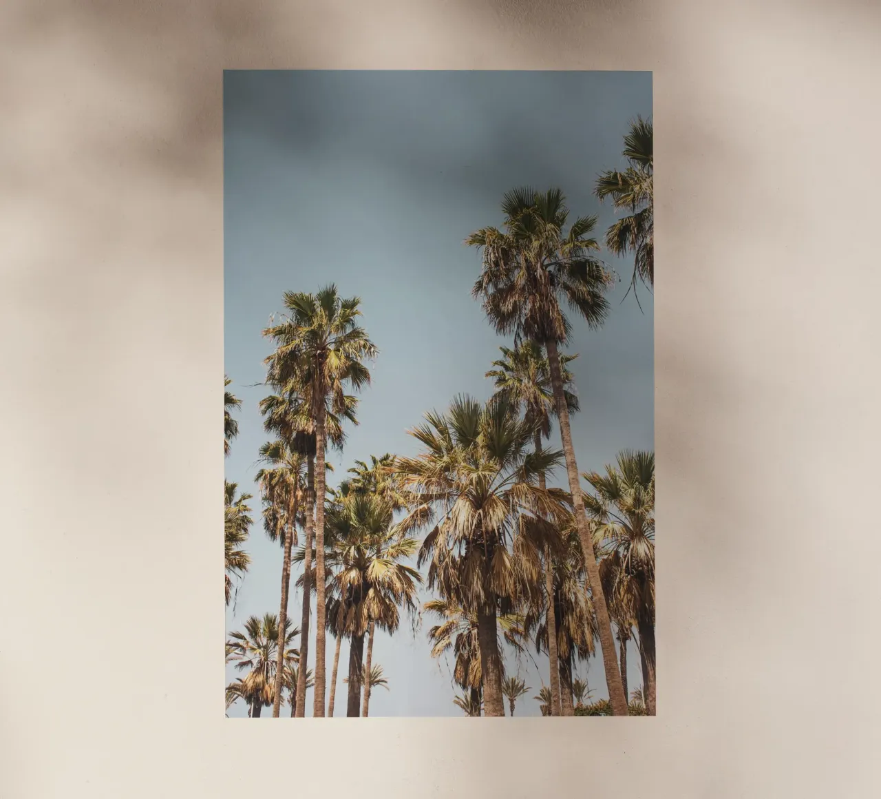 LA Palm Trees By the Beach II pellicola backlit da Victoria Frost