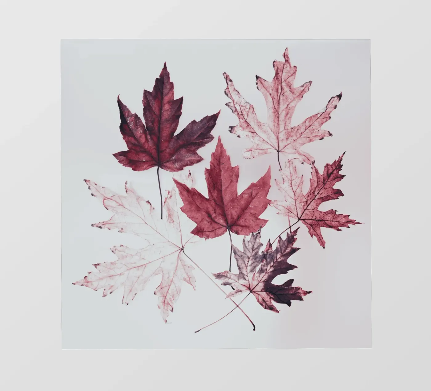 Leaves red maple fotobehang van Teresa André