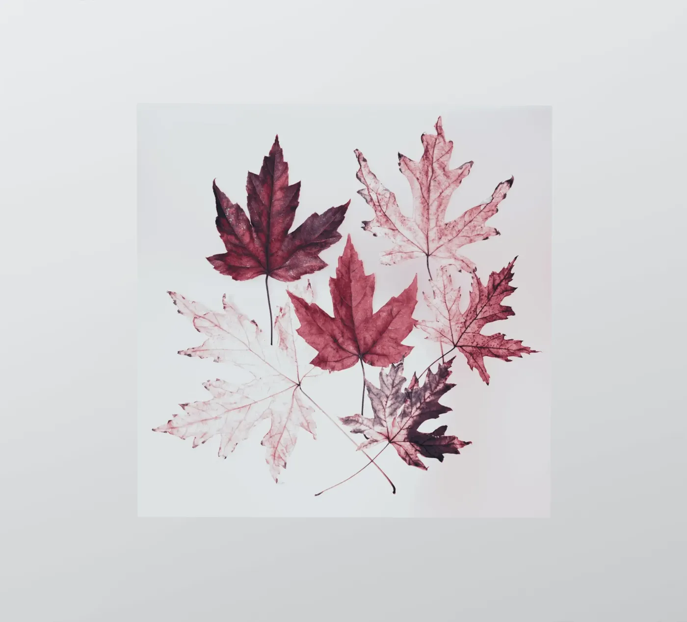 Leaves red maple sticker by Teresa André