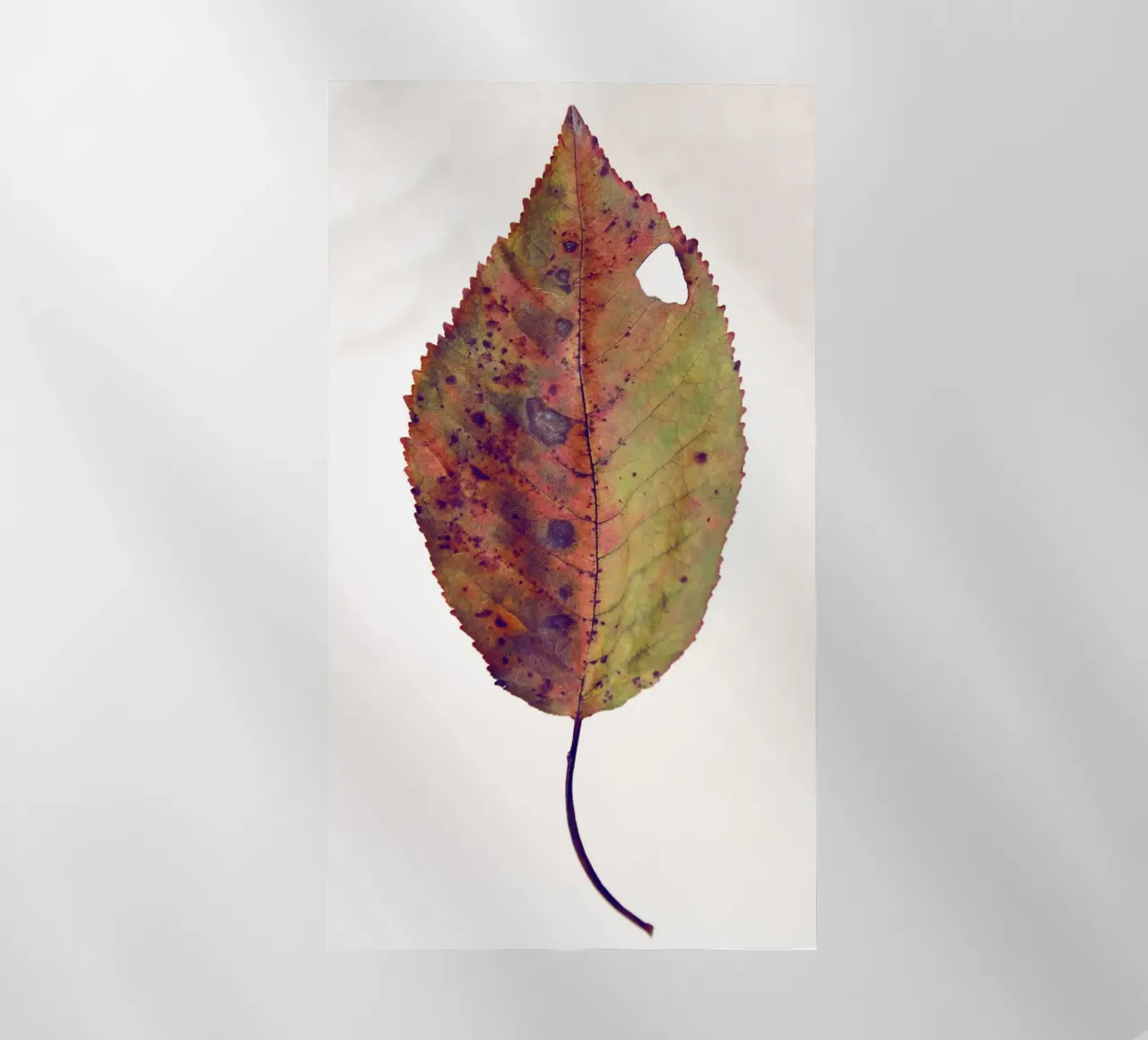 Foglia di ciliegio pellicola backlit da Teresa André