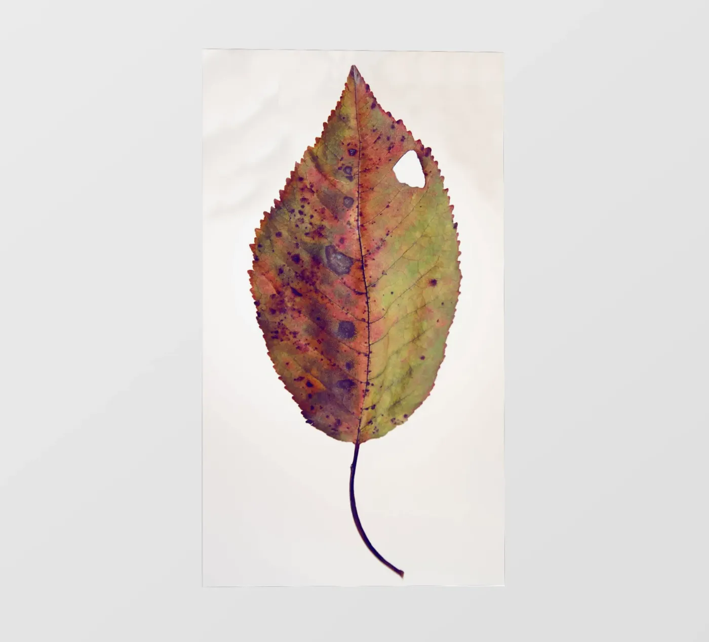 Cherry leaf Fototapete von Teresa André