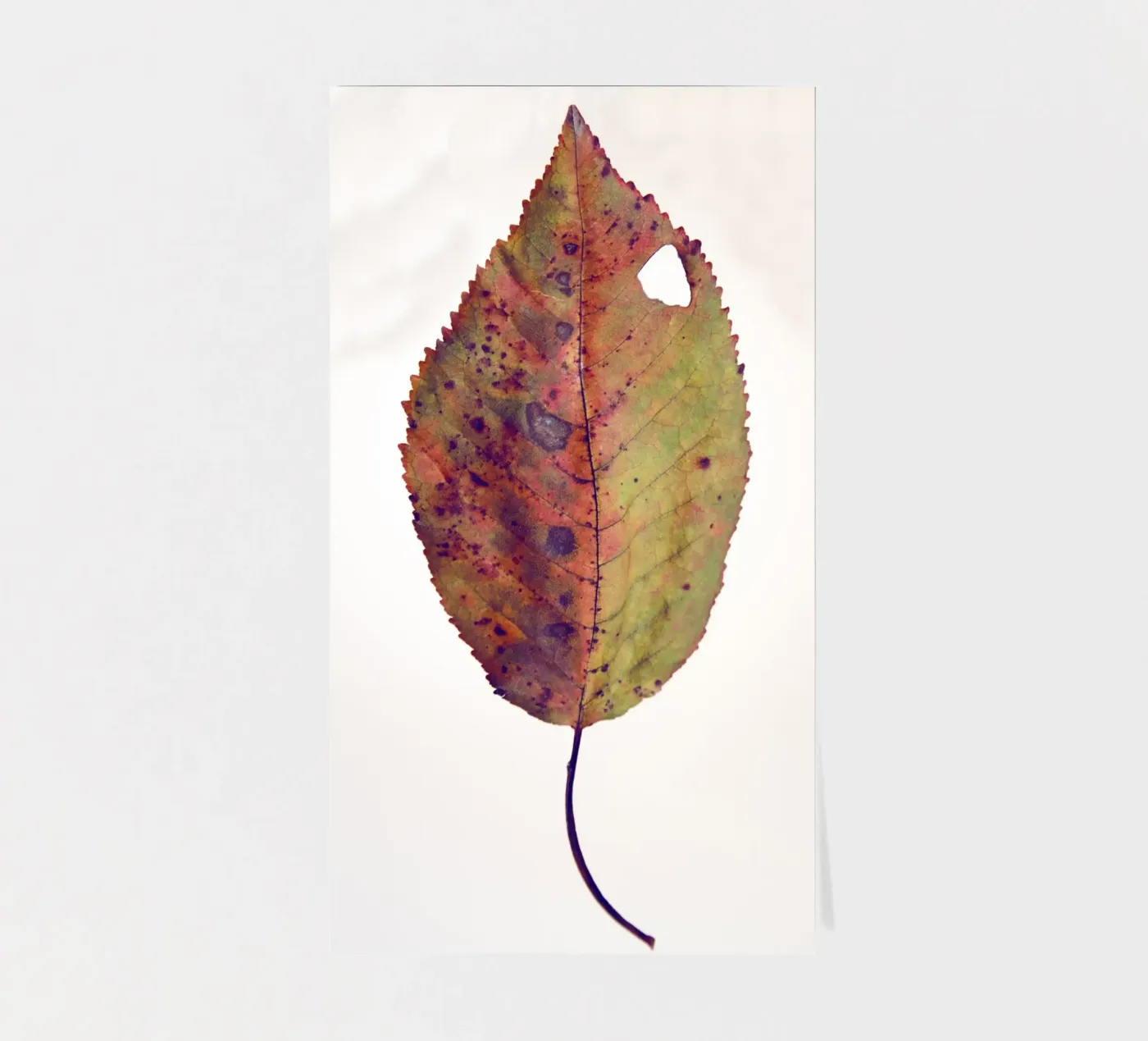 Kirschblatt Stickerbogen von Teresa André