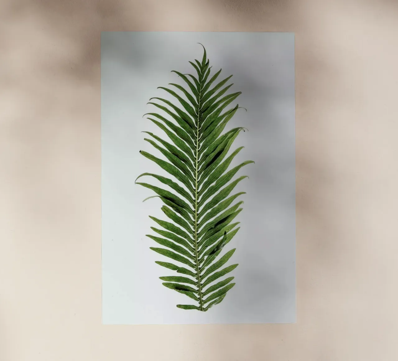 Leaf Study 1 pellicola backlit da Shot By Clint