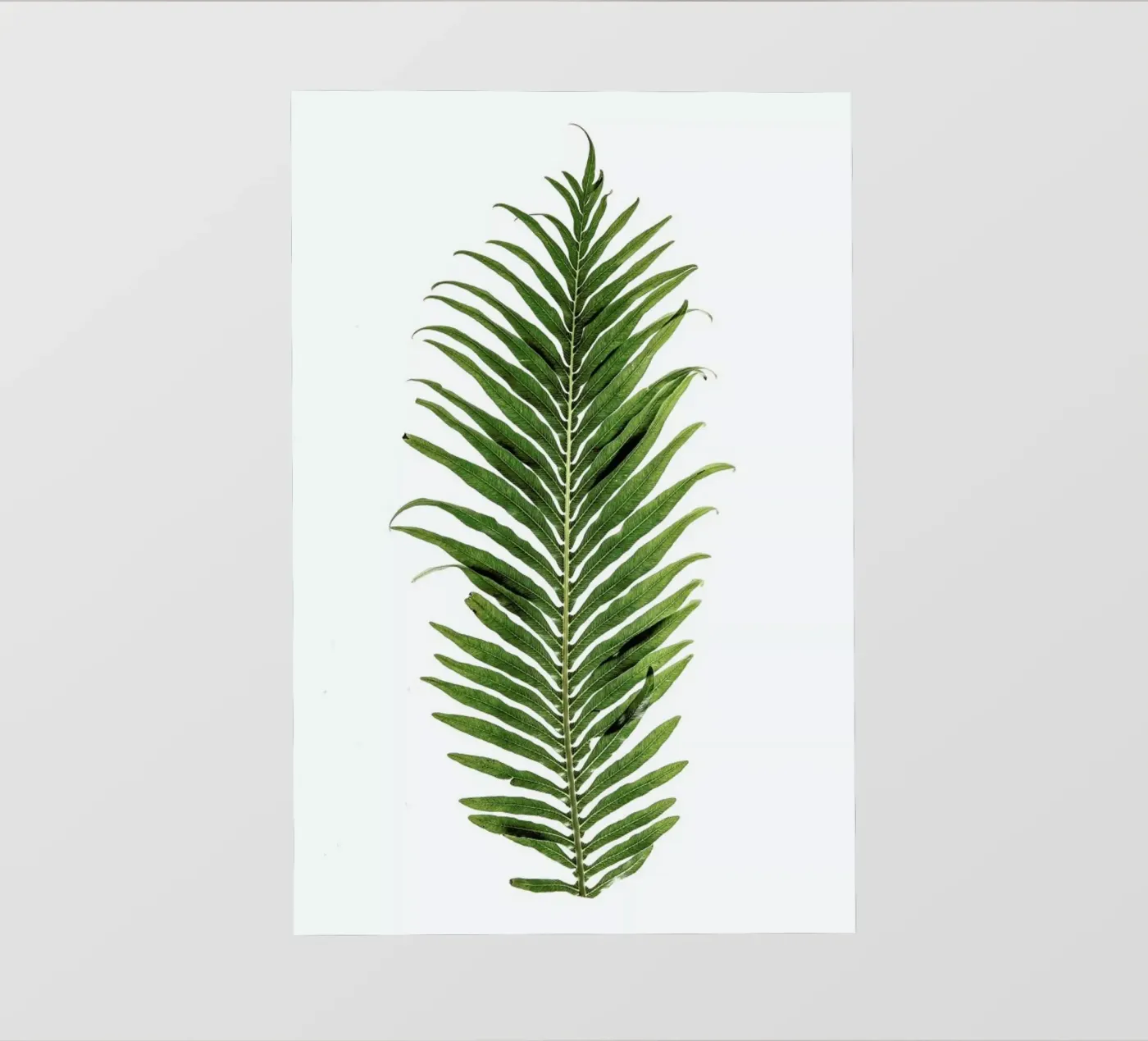 Leaf Study 1 telo in pvc da Shot By Clint