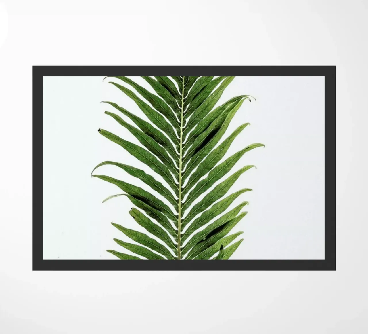 Leaf Study 1 zerbino da Shot By Clint