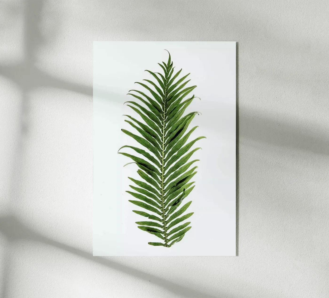 Leaf Study 1 plexiglass da Shot By Clint