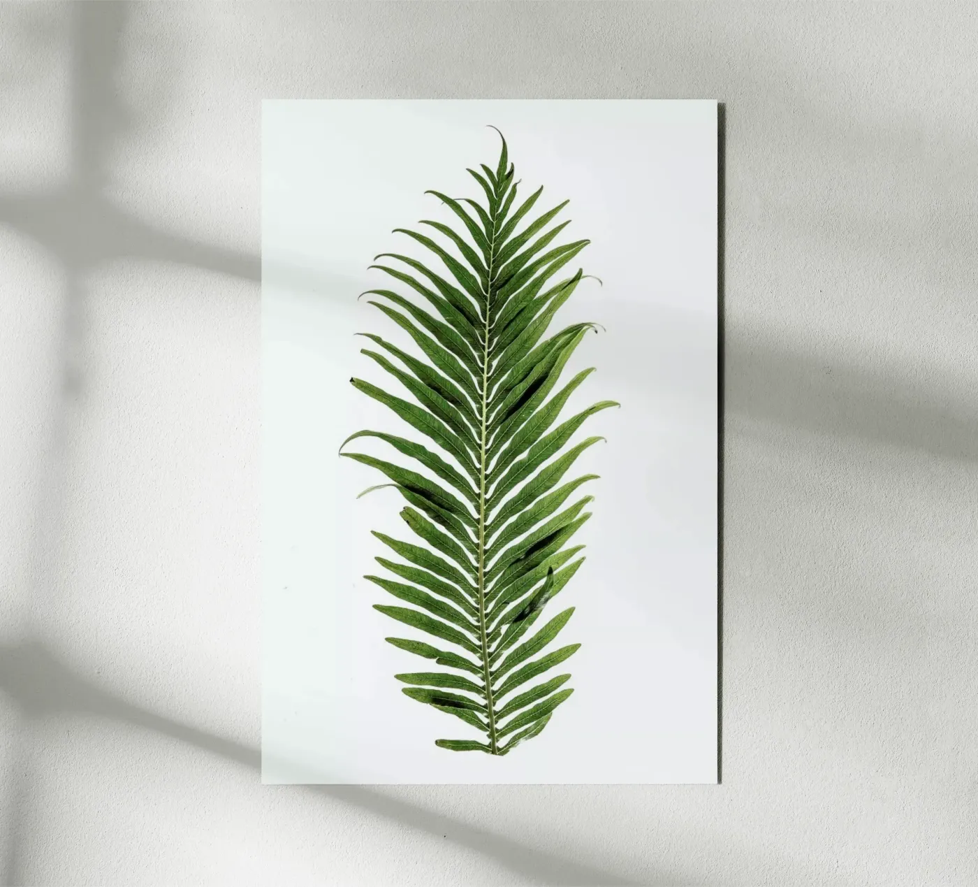 Leaf Study 1 alluminio dibond da Shot By Clint