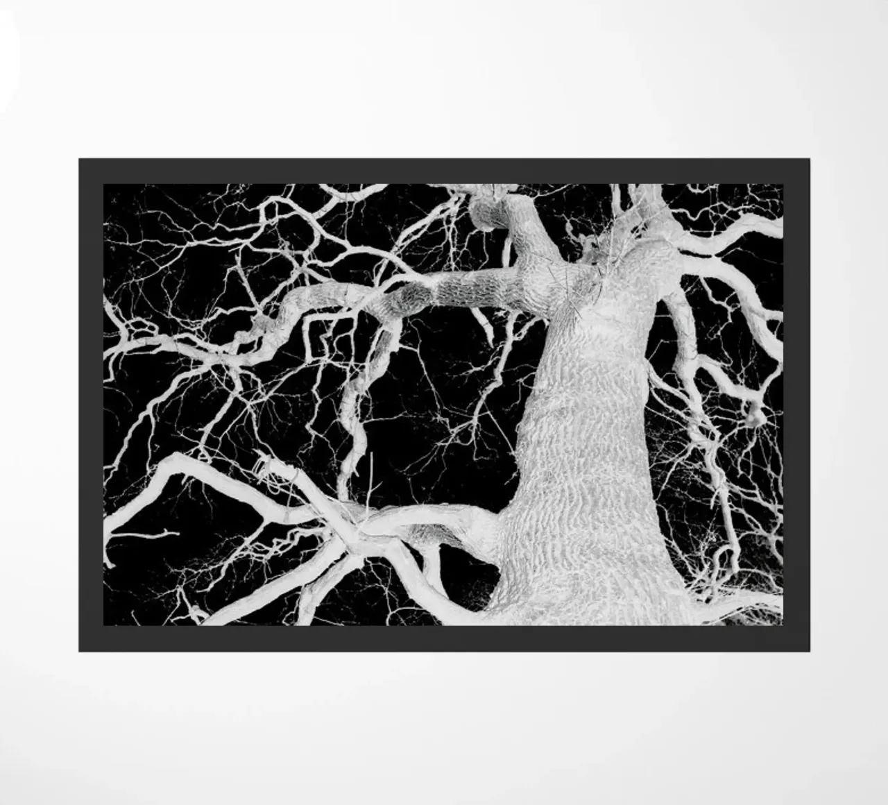 Oak Tree 1 zerbino da Shot By Clint