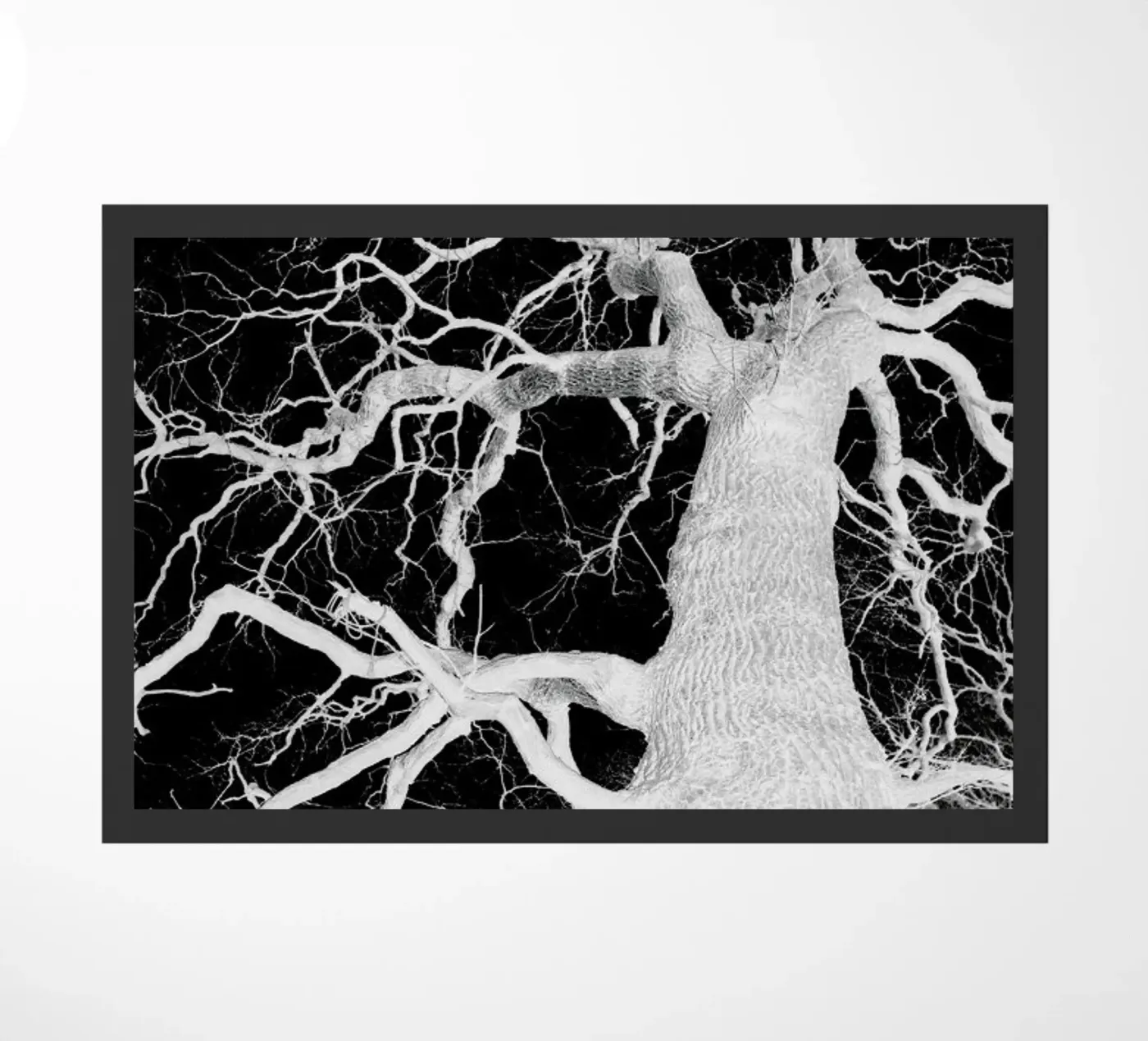 Oak Tree 1 zerbino da Shot By Clint