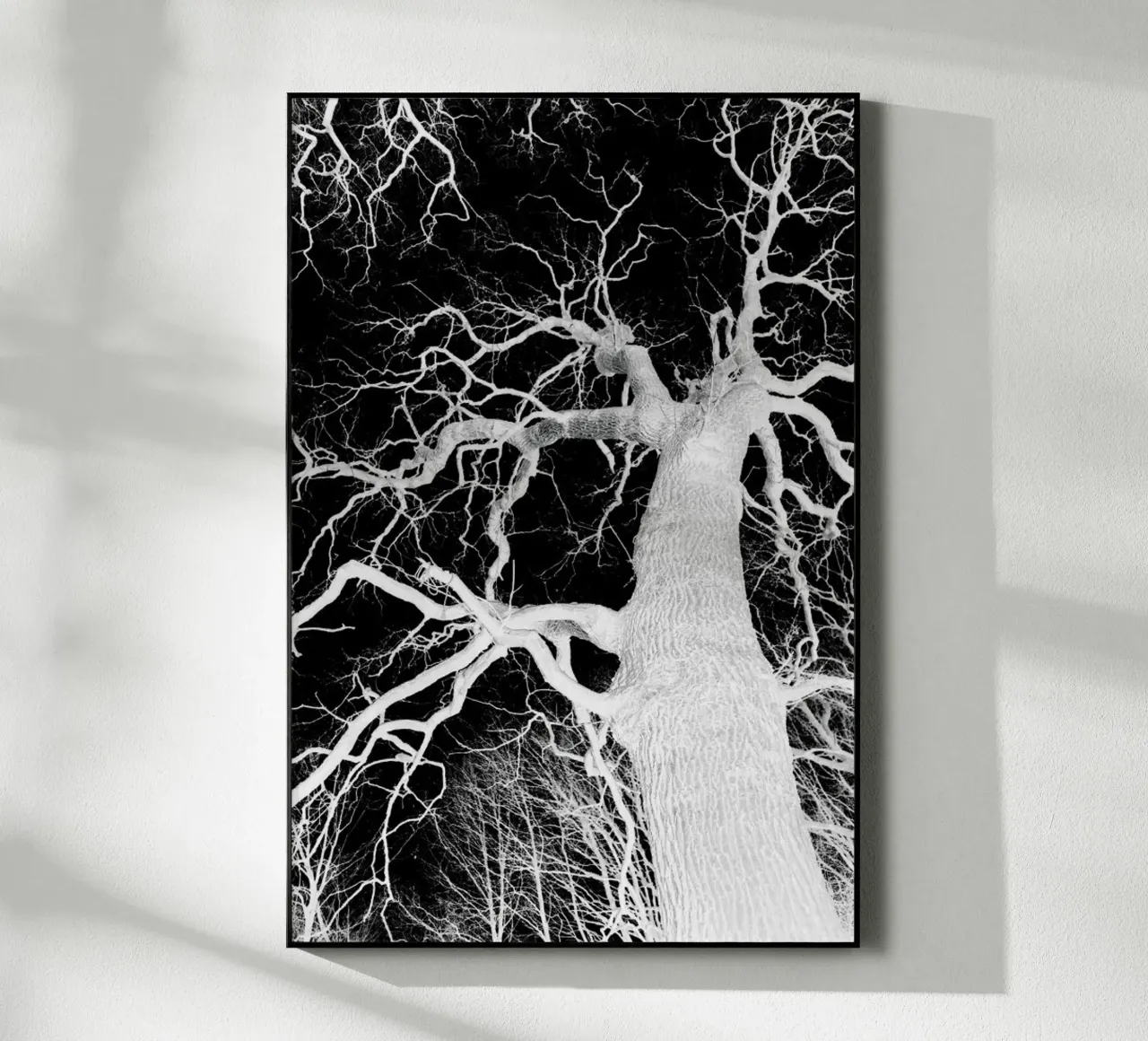 Oak Tree 1 plexiglass da Shot By Clint