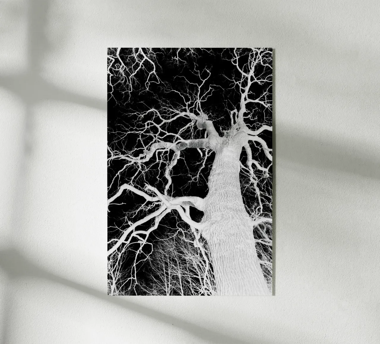 Oak Tree 1 plexiglass da Shot By Clint