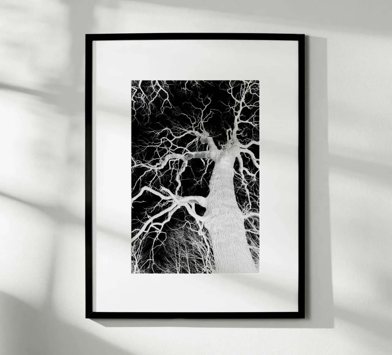 Oak Tree 1 poster da Shot By Clint