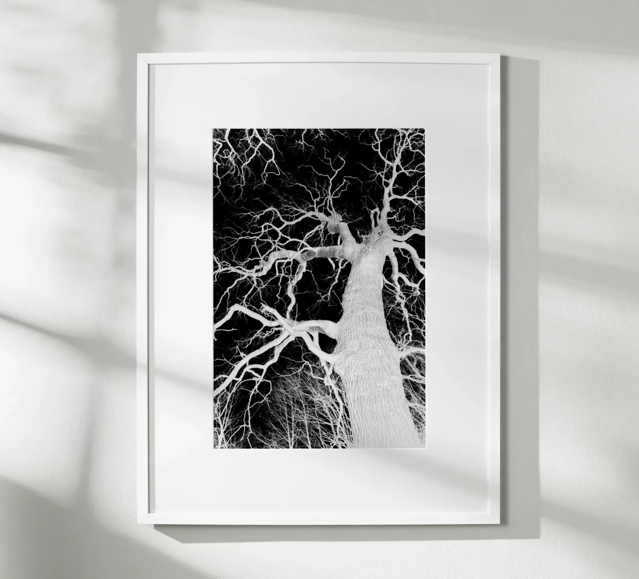 Oak Tree 1 carta hahnemühle da Shot By Clint