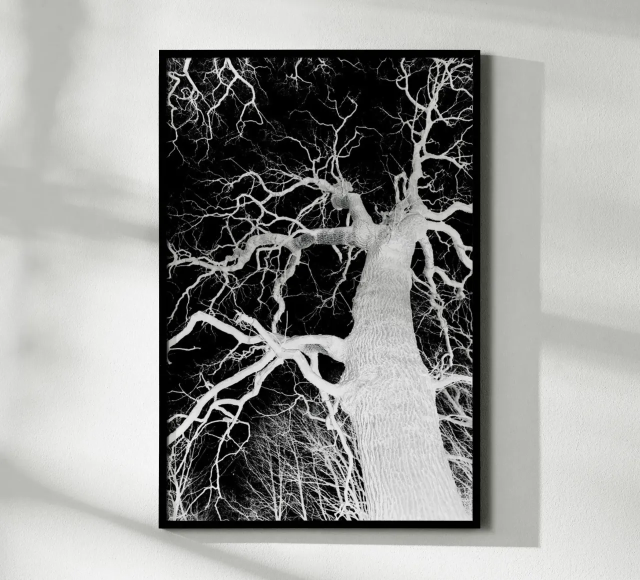 Oak Tree 1 poster da Shot By Clint