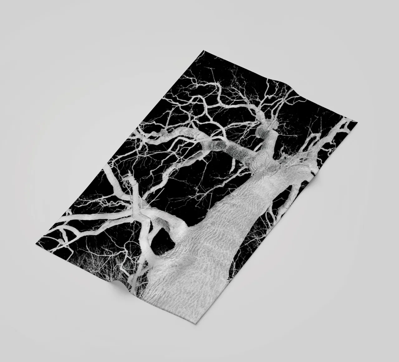 Oak Tree 1 telo mare da Shot By Clint