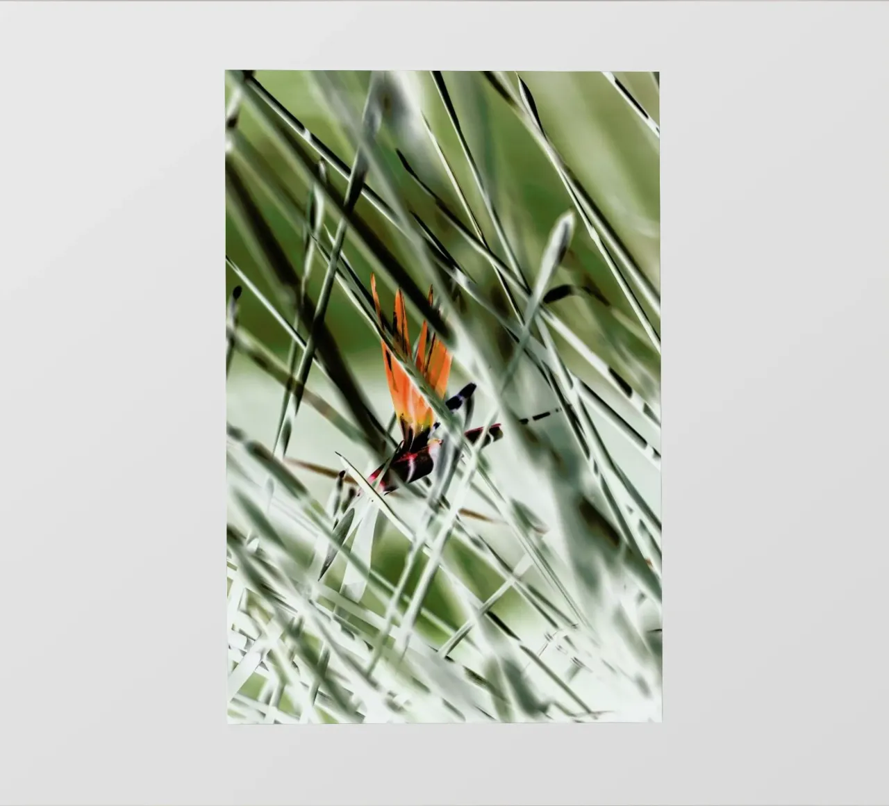 Strelitzia pellicola backlit da Shot By Clint