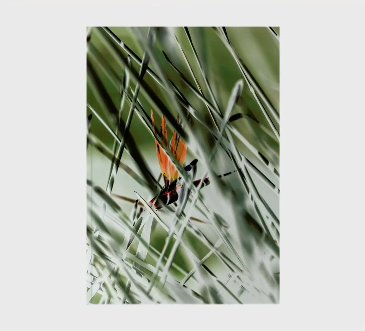 Strelitzia notebook by Shot By Clint
