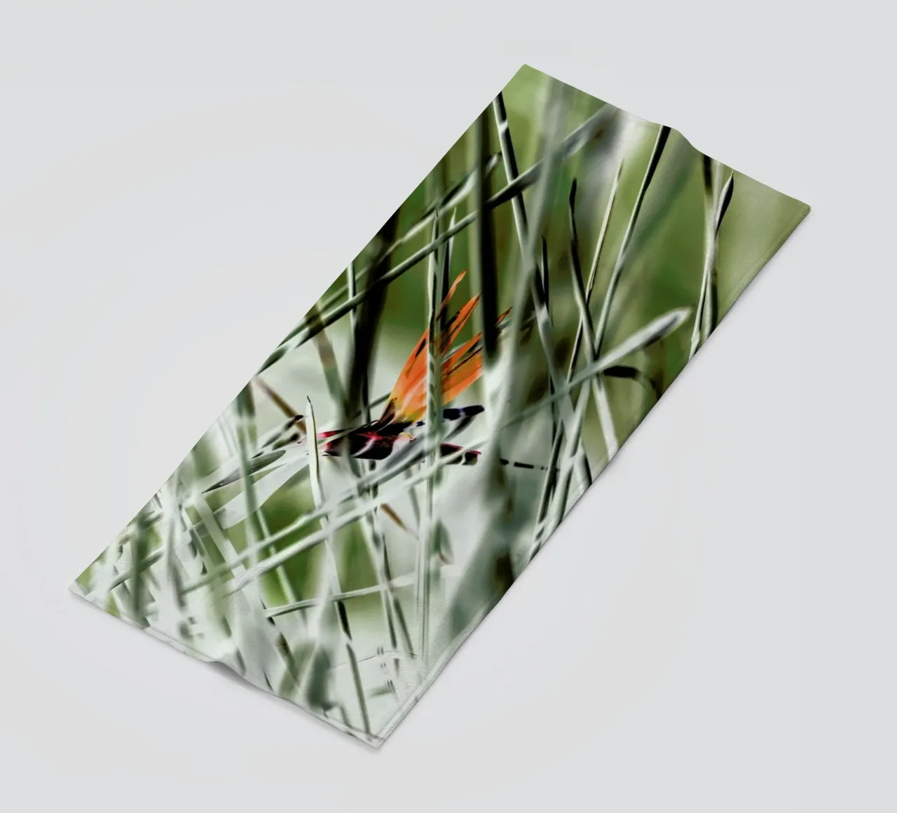 Strelitzia telo mare da Shot By Clint