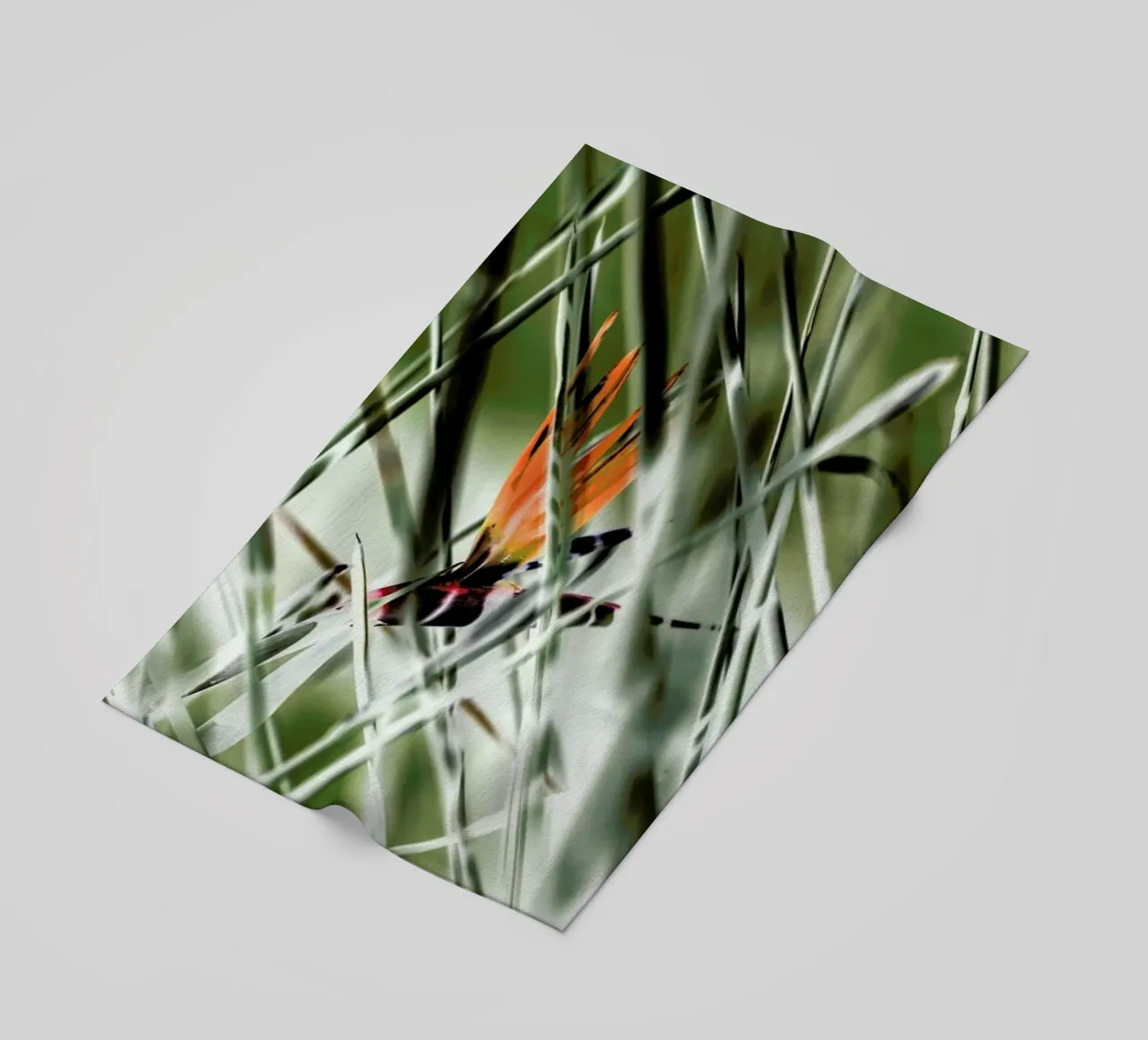 Strelitzia telo mare da Shot By Clint