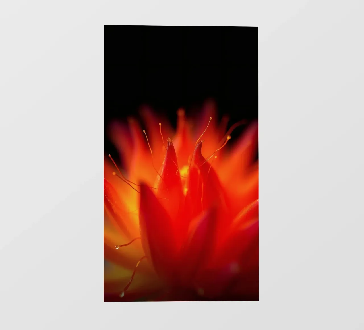 Carta da parati a fiori astratti, luminosa e vibrante, con colori intensi telo in pvc da DesignDoodle