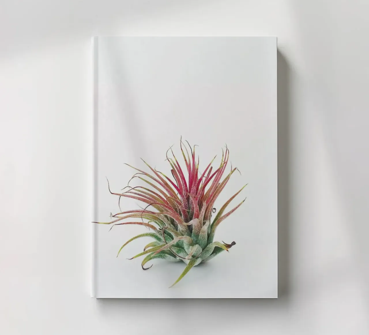 Impianto ad aria diario da Cassia Beck Photography