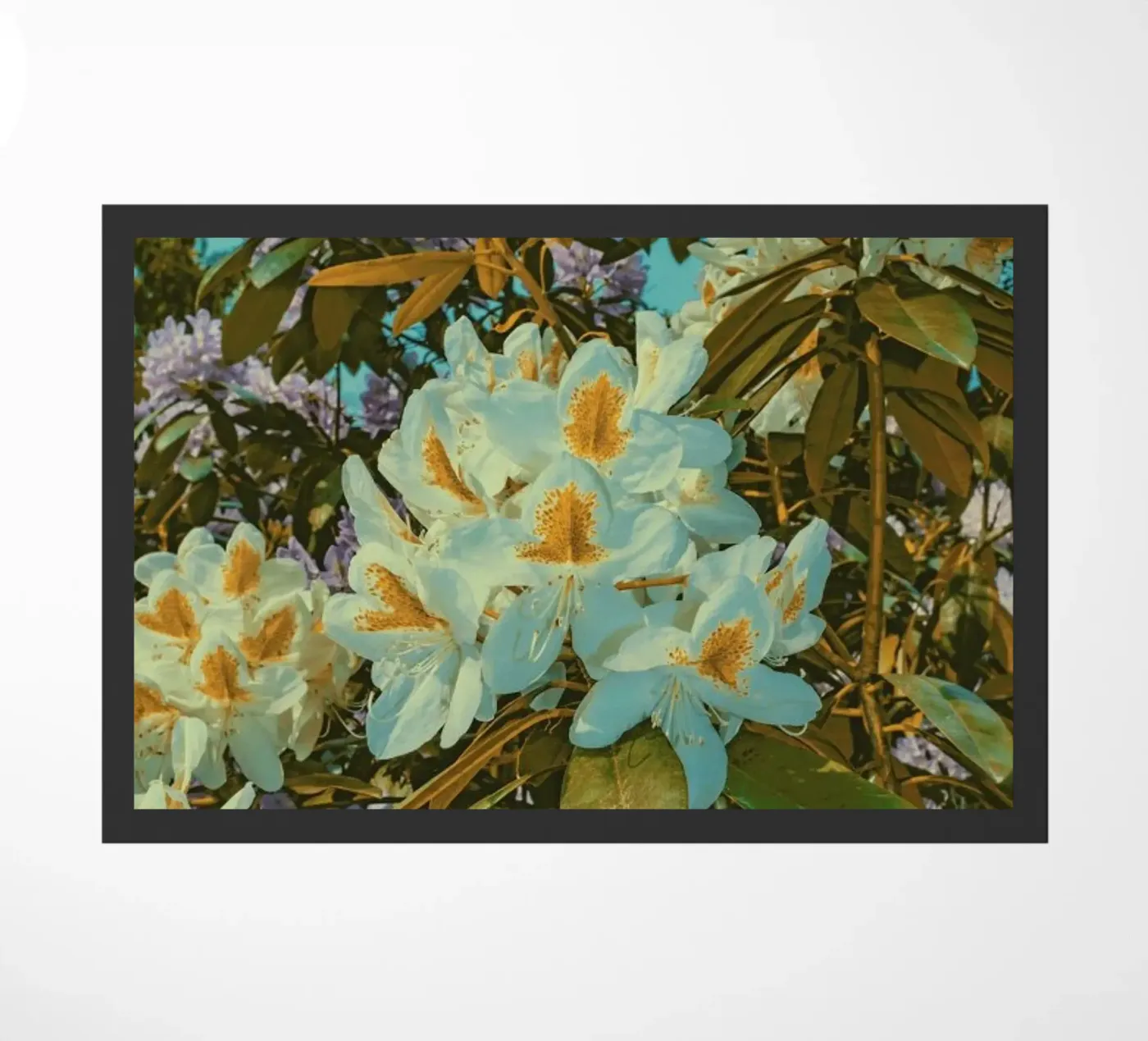 Chroma I zerbino da Pale Grain