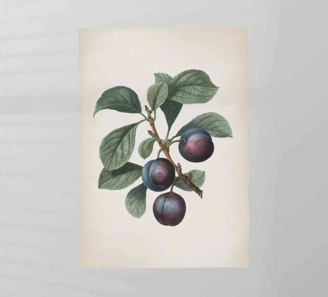 Vintage Redouté 1 Prunus Myrobalana pellicola backlit da Vintage Print Collection