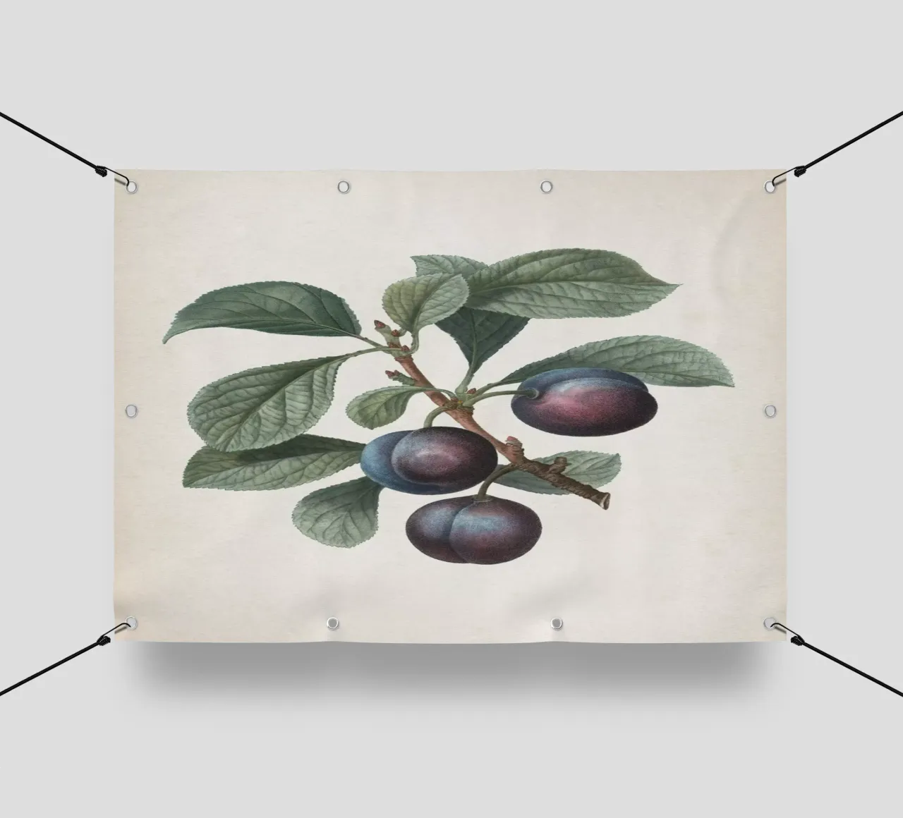 Vintage Redouté 1 Prunus Myrobalana telo in pvc da Vintage Print Collection