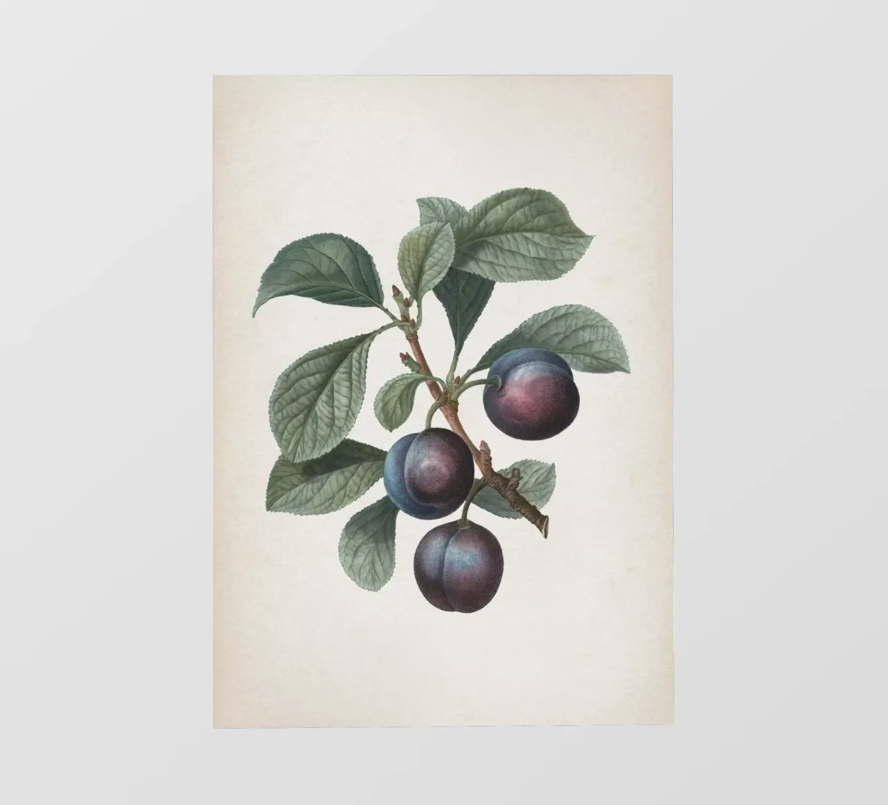 Vintage Redouté 1 Prunus Myrobalana telo in pvc da Vintage Print Collection