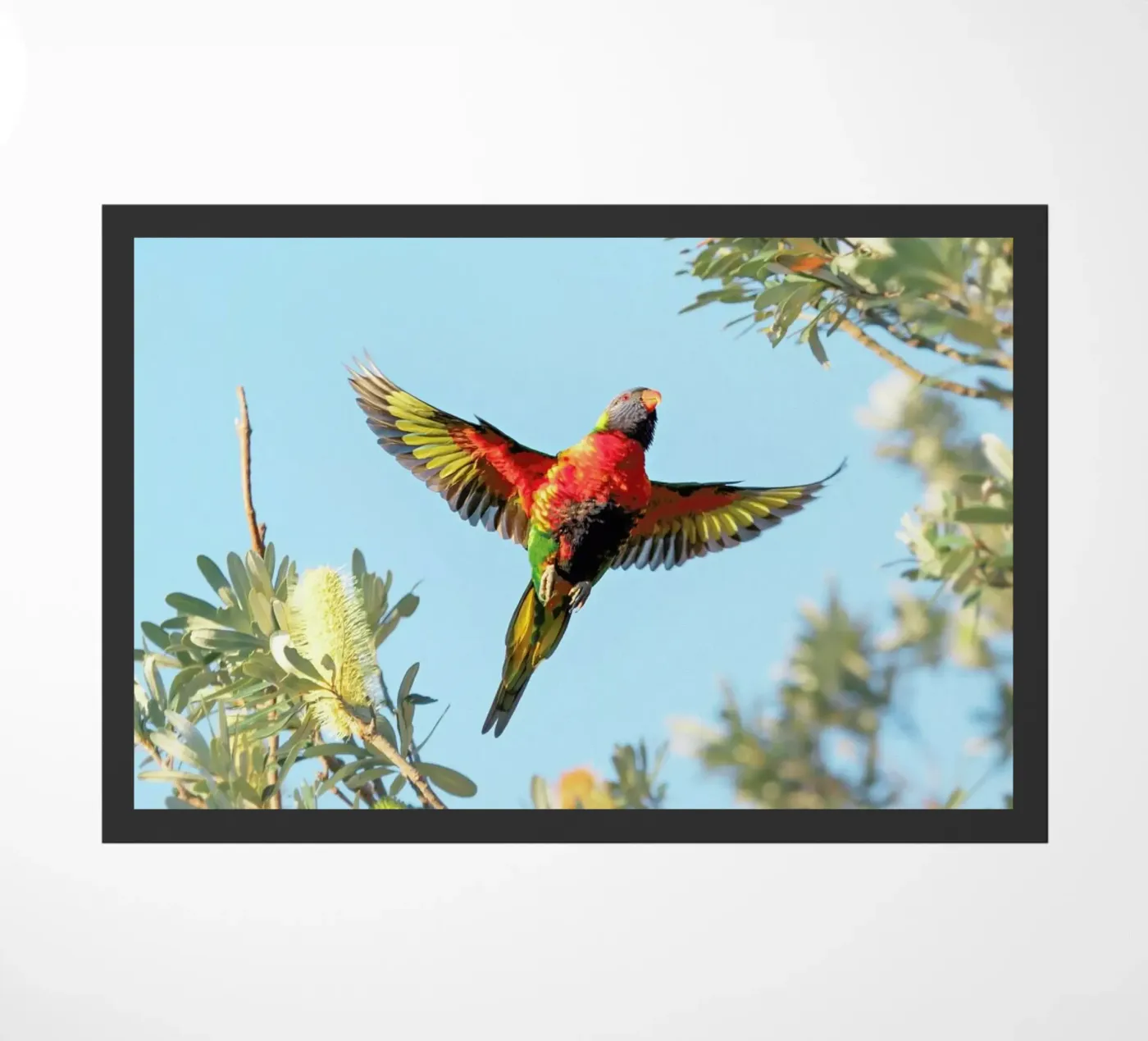 Lorry zerbino da Charlotte Curd