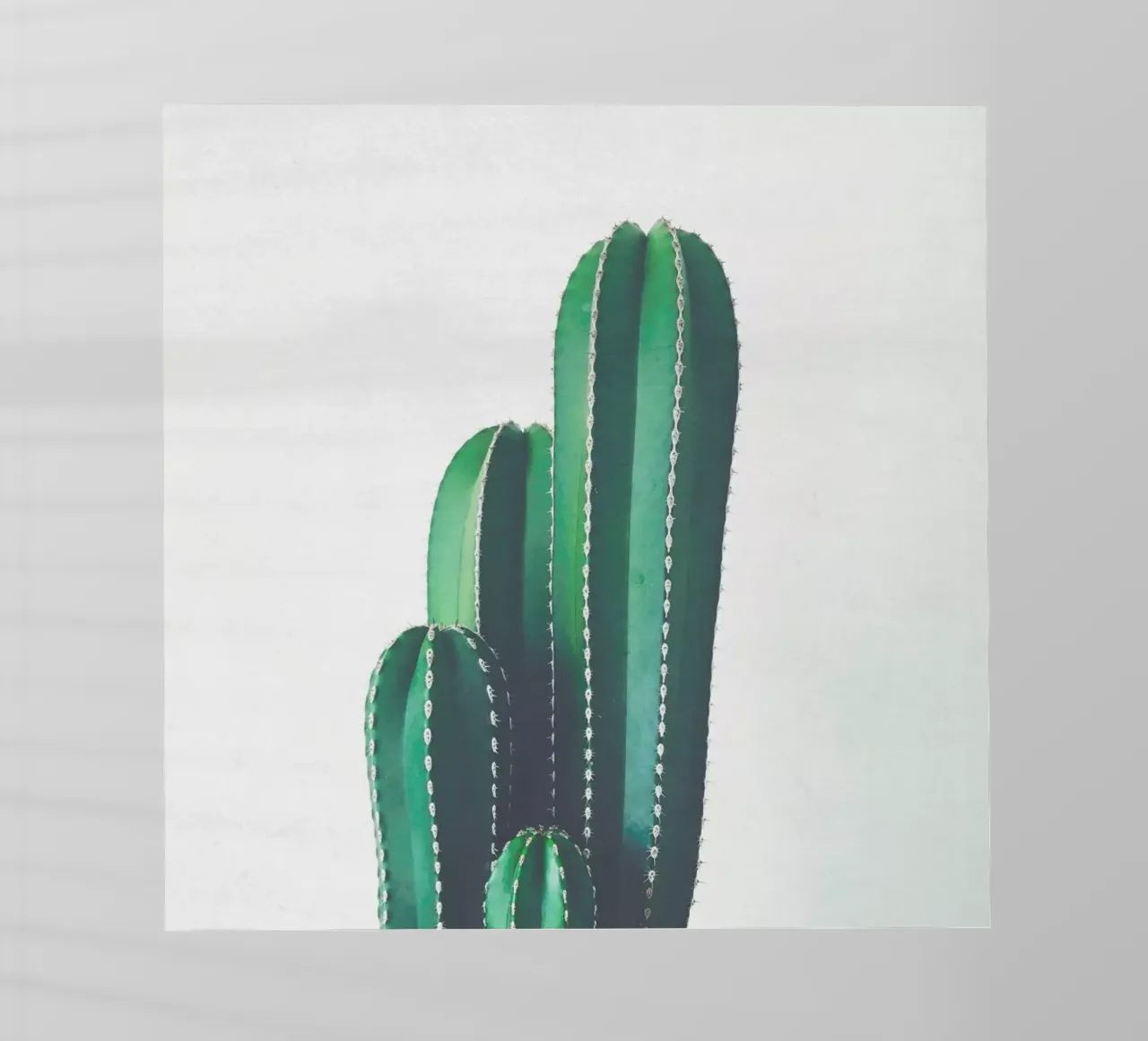 Cactus a pipa d'organo pellicola backlit da Cassia Beck Photography