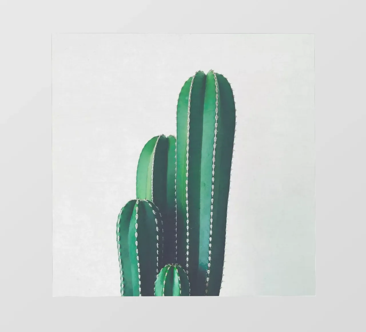 Cactus a pipa d'organo telo in pvc da Cassia Beck Photography