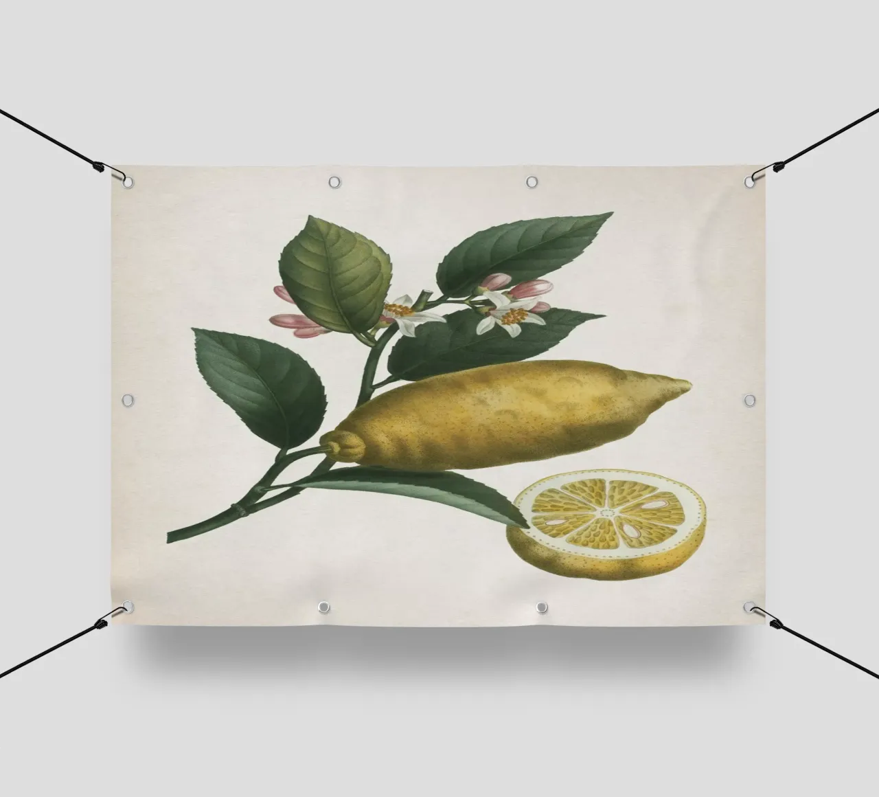 Vintage Redouté 1 Citrus Limonium telo in pvc da Vintage Print Collection
