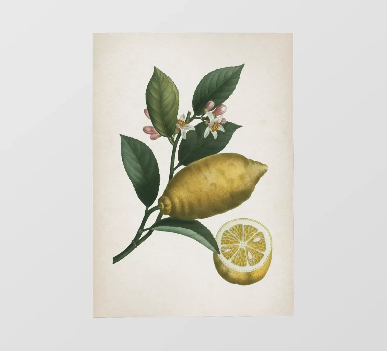 Vintage Redouté 1 Citrus Limonium telo in pvc da Vintage Print Collection