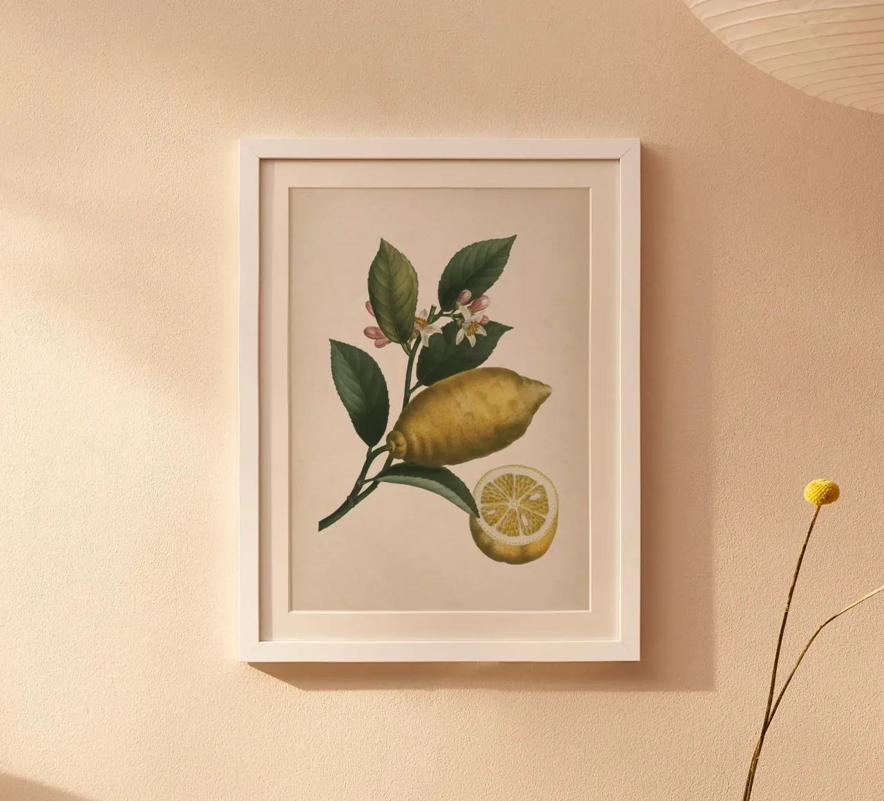 Vintage Redouté 1 Citrus Limonium poster da Vintage Print Collection