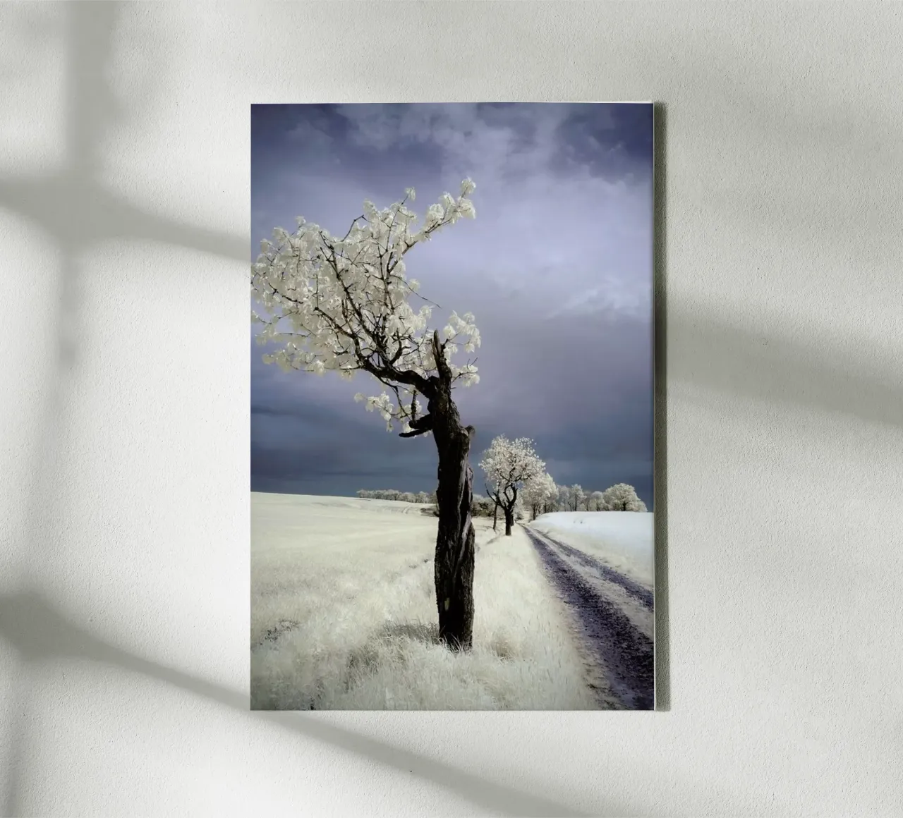 Irenka - Piotr Krol tela con Cornice a cassetta da Pictufy