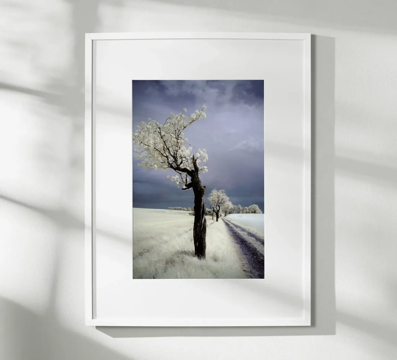 Irenka - Piotr Krol poster da Pictufy