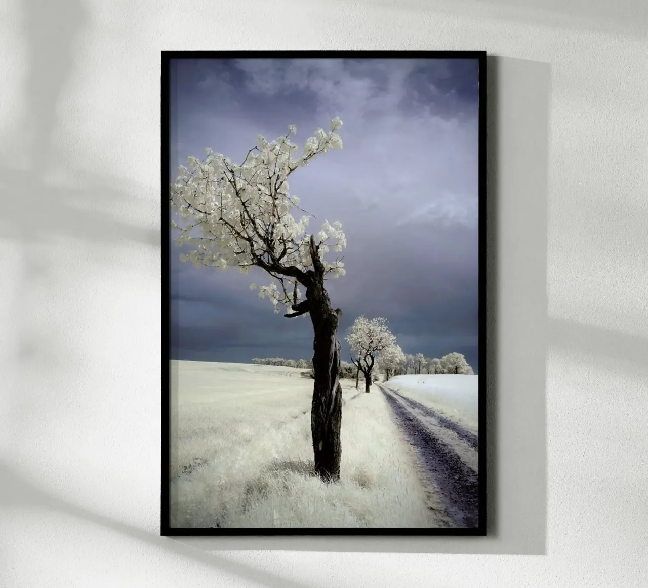 Irenka - Piotr Krol poster da Pictufy