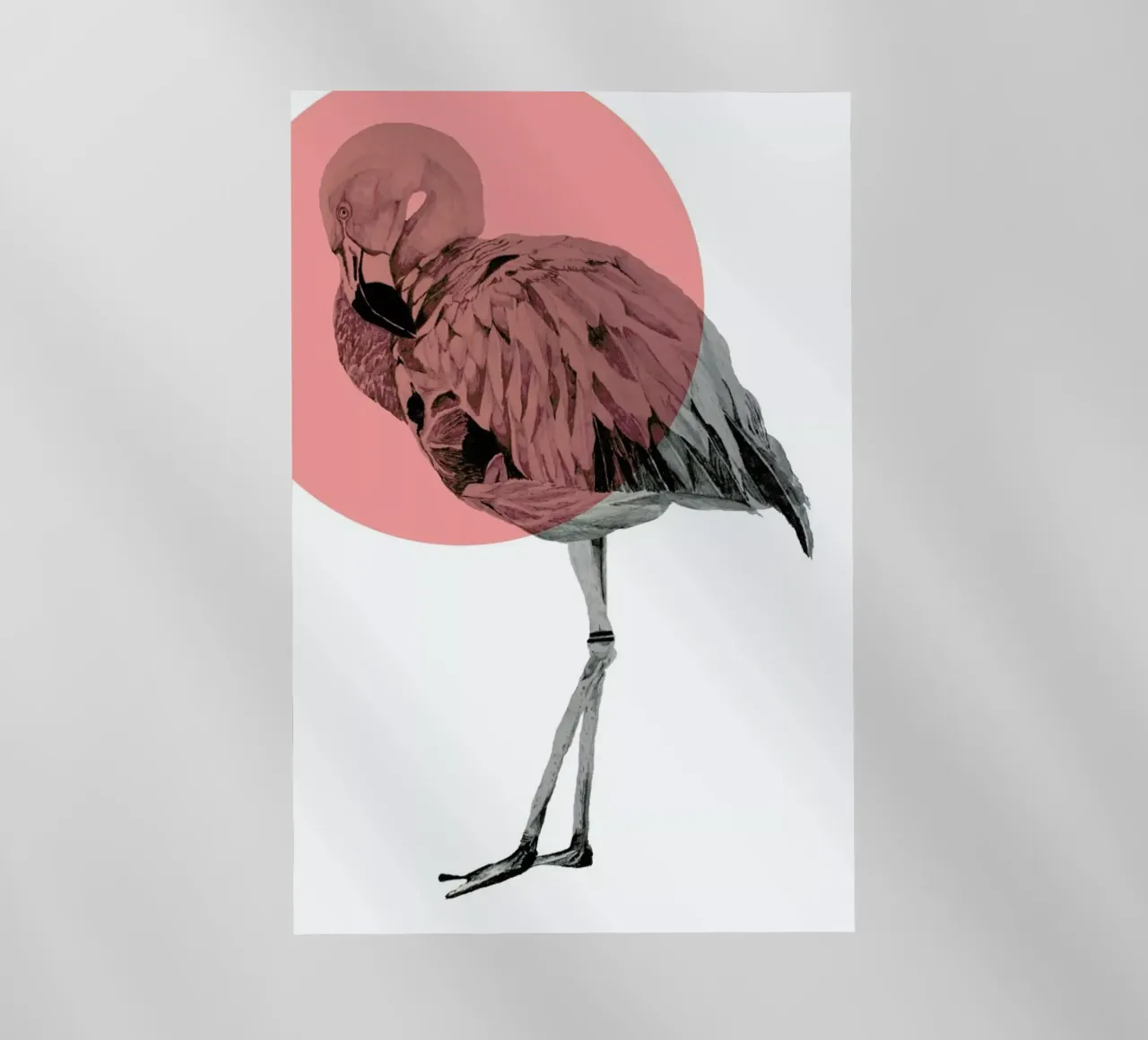 Flamingo pellicola backlit da Morgan Kendall