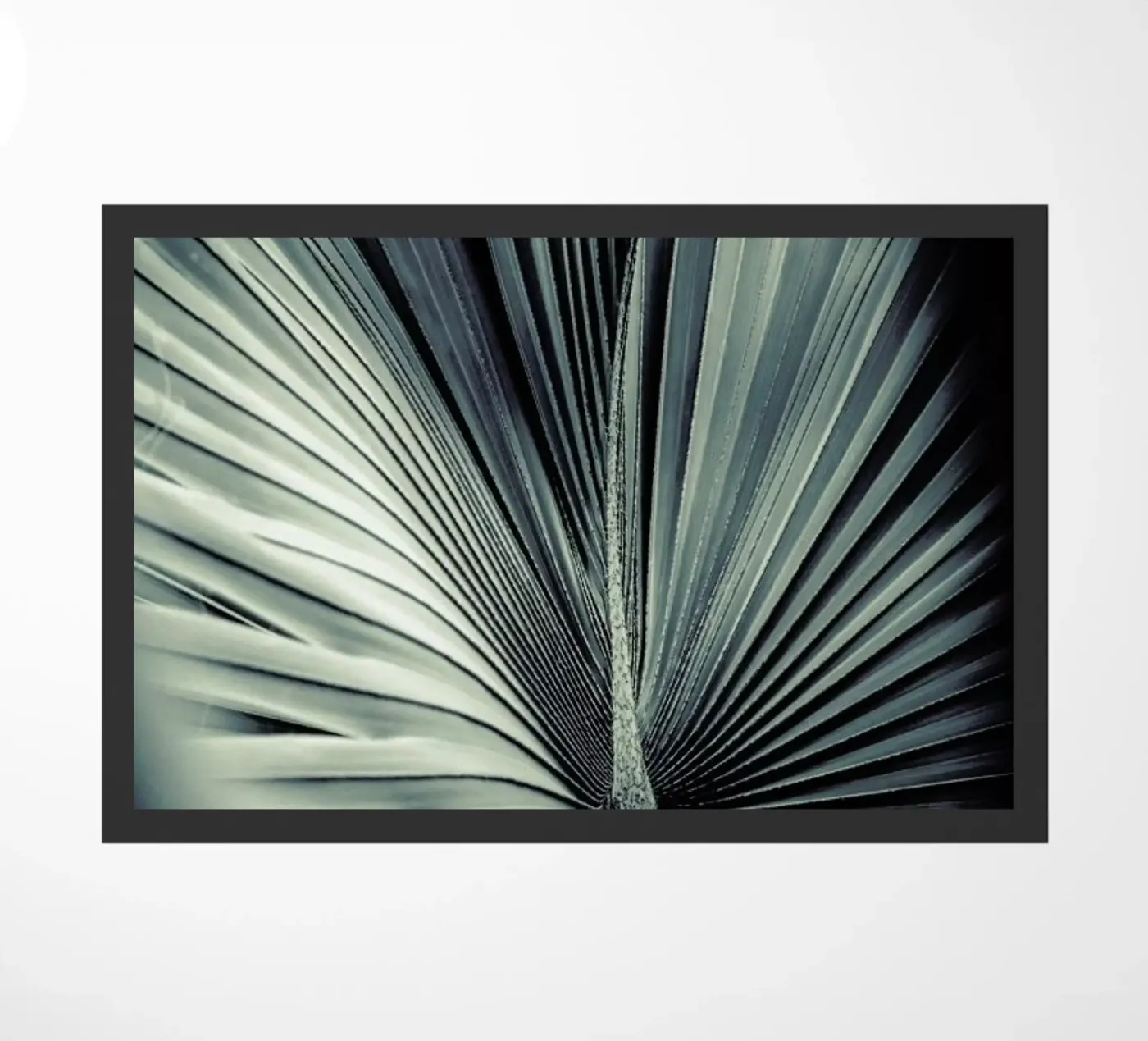 Palms-1847 zerbino da Chris Abatzis