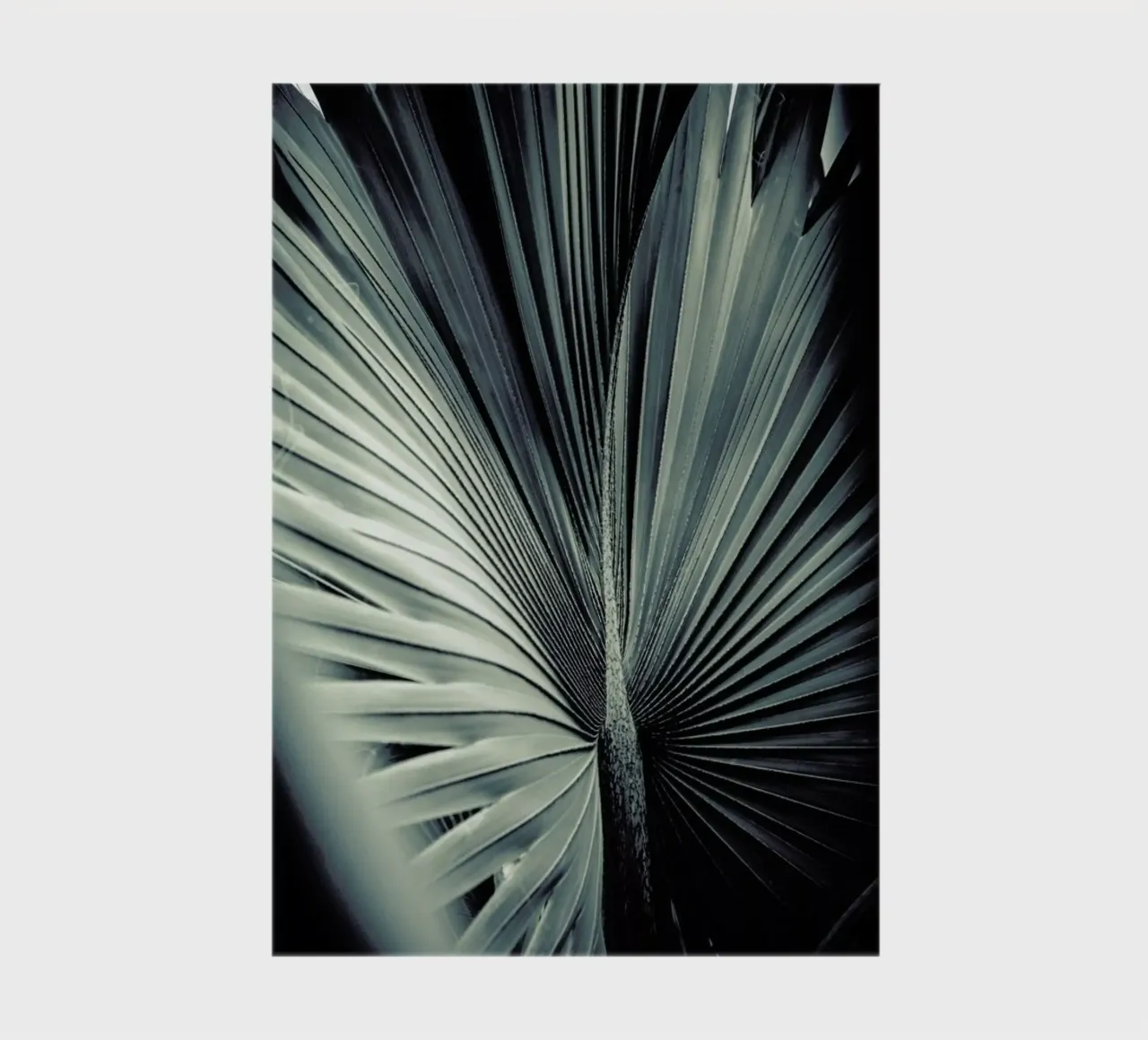 Palms-1847 notebook by Chris Abatzis