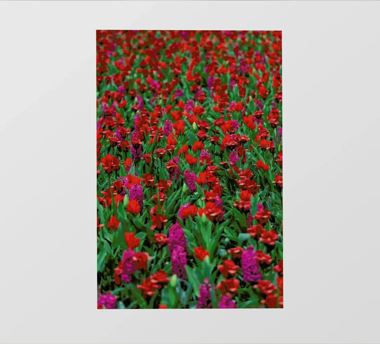 Tulip Field Red telo in pvc da Curious Collections by Marielle Leenders
