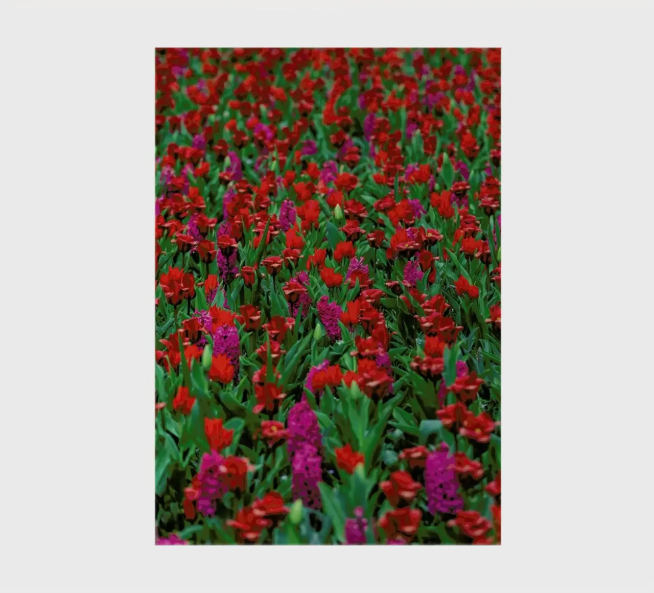 Tulip Field Red notebook by Curious Collections by Marielle Leenders