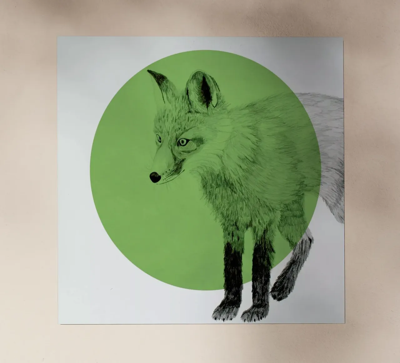 Fox pellicola backlit da Morgan Kendall