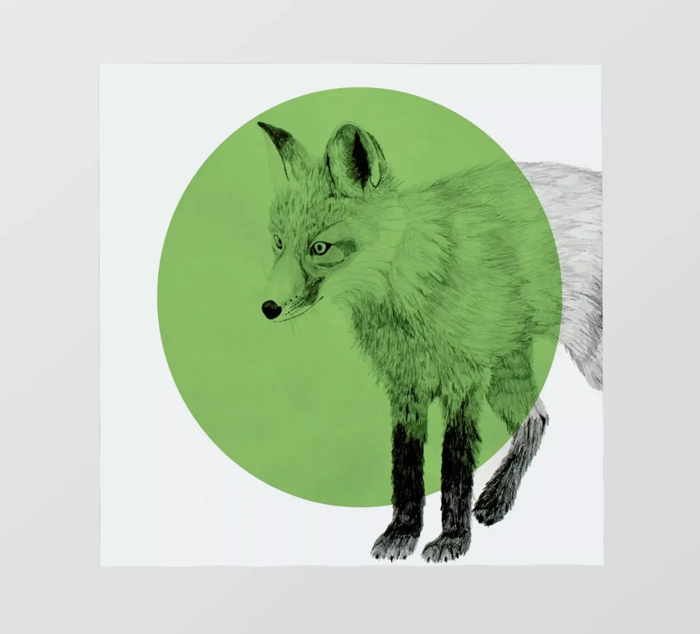 Fox pellicola backlit da Morgan Kendall