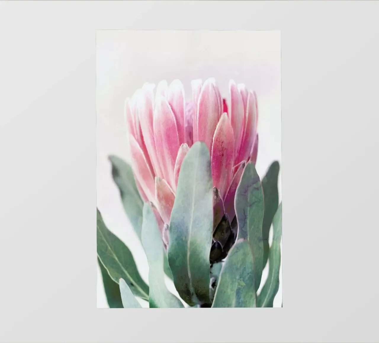 Print 226 pellicola backlit da Lila x Lola