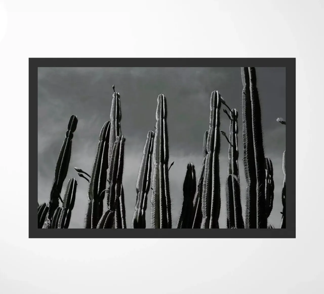 Cactus 02 zerbino da Laura Palm