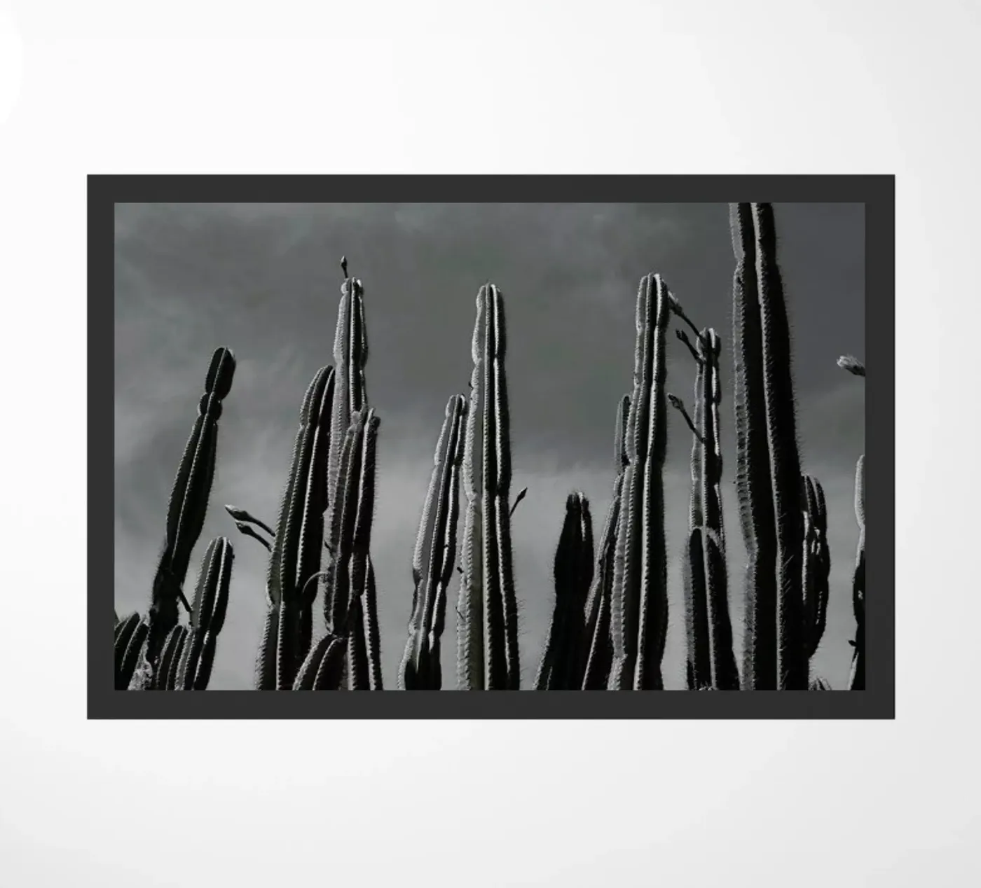 Cactus 02 zerbino da Laura Palm
